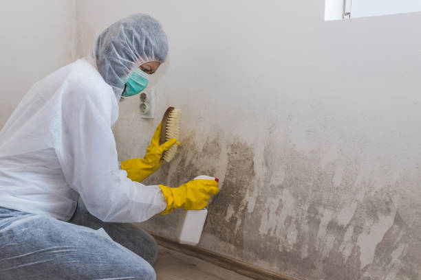 Best Water Damage & Mold Remediation in Lawton, OK